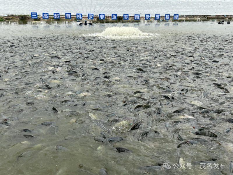 茂名特色水產(chǎn)養(yǎng)殖
