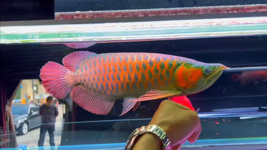 紅龍魚鱗片什么底色最好,圖片