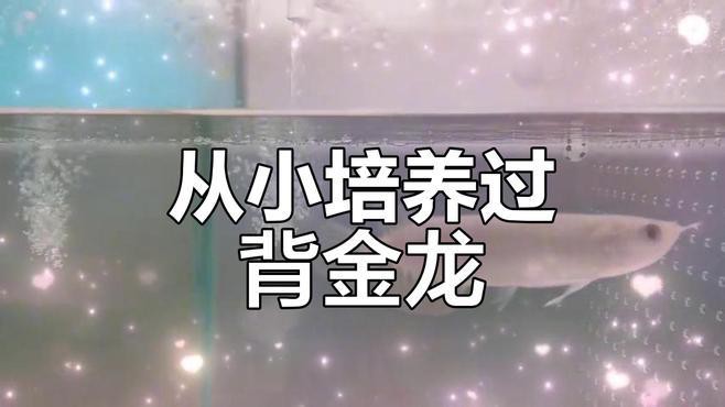10公分小金龍魚視頻 10公分小金龍魚視頻 龍魚百科 第1張