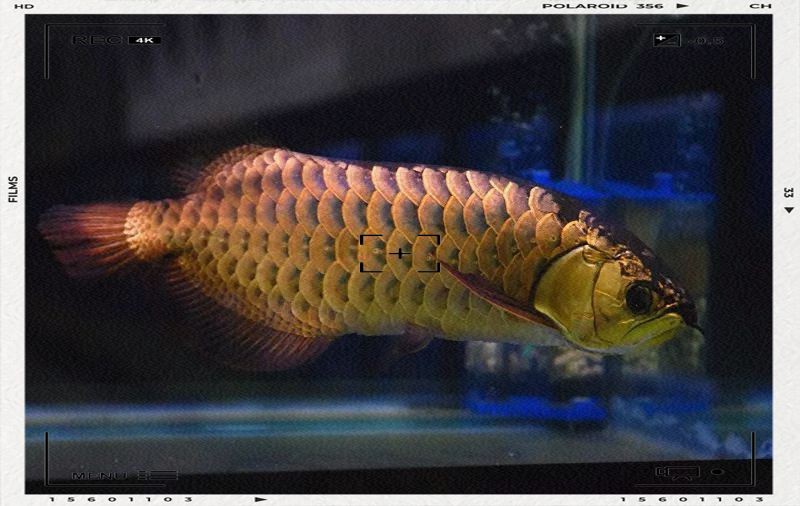 龍魚有一片鱗發黑能自愈嗎