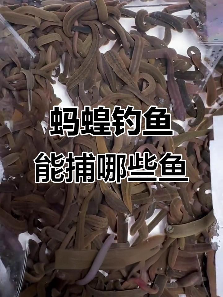 螞蟥什么魚最愛吃