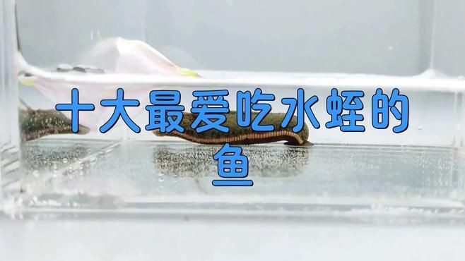 螞蟥什么魚最愛吃