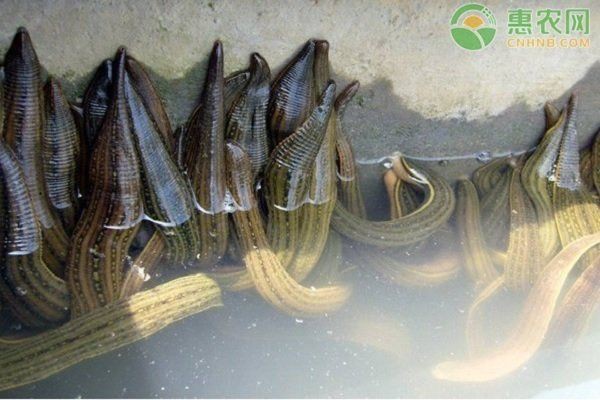 螞蟥什么魚最愛吃