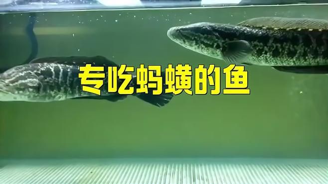 螞蟥什么魚最愛吃