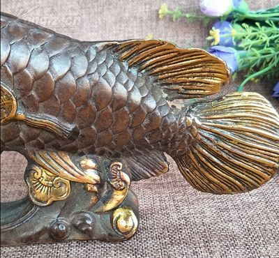 家庭養金龍魚有什么風水（養金龍魚的風水知多少）