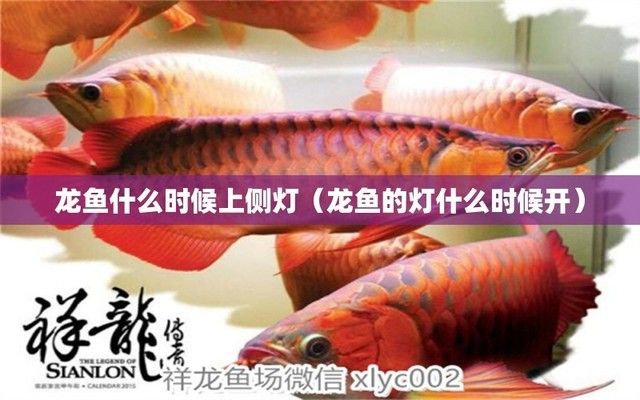 龍魚燈光怎么開（紅龍魚專用燈光選擇與布置）