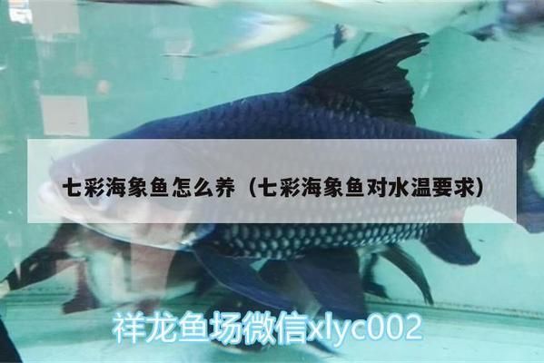 海象魚繁殖環境的溫度控制（海象魚繁殖環境的水溫控制）