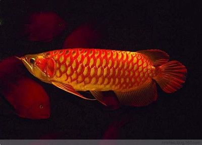 龍魚長得什么樣子：常見的龍魚品種及其外觀特點：亞洲龍魚，亞洲龍魚