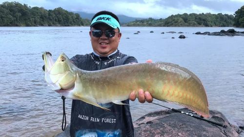 亞馬遜河流的金龍魚