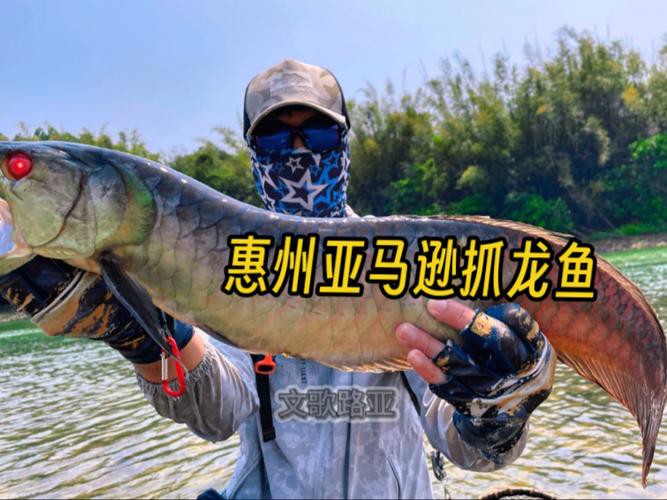 亞馬遜河流的金龍魚