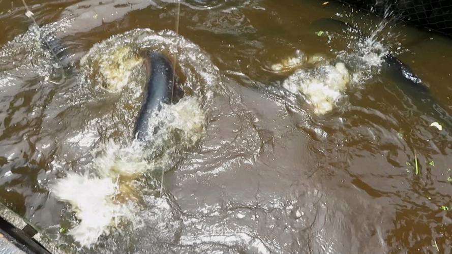 亞馬遜河流的金龍魚