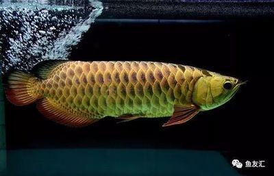 龍魚吃到嘴里又吐出來的可能原因（龍魚吃到嘴里又吐出來是怎么回事？）