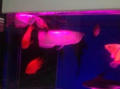 辦公室養(yǎng)龍魚還是錦鯉好一點（辦公室養(yǎng)什么魚最旺風(fēng)水）