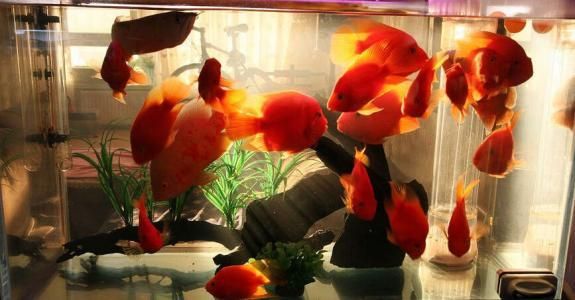 辦公室養(yǎng)龍魚還是錦鯉好一點（辦公室養(yǎng)什么魚最旺風(fēng)水）