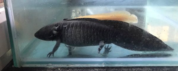 龍魚怎么繁殖下一代：如何判斷龍魚是否抱卵