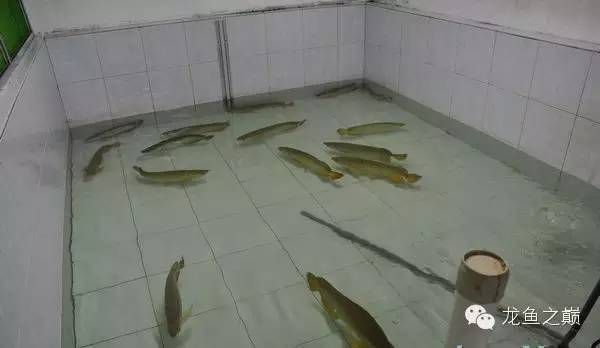 金龍魚(yú)產(chǎn)地是哪里：100張圖片帶你走進(jìn)世界第一金龍魚(yú)原產(chǎn)地