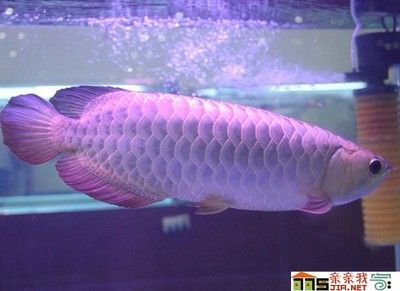 請(qǐng)問(wèn)銀龍魚(yú)養(yǎng)幾條合適呀