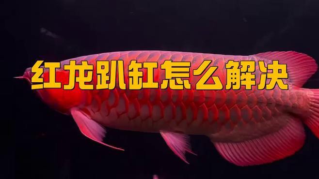 龍魚趴缸需要多久恢復？