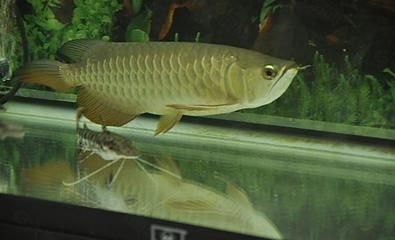 龍魚吃肉（龍魚可以吃肉嗎？）