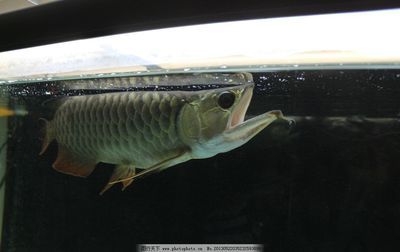 龍魚吃肉（龍魚可以吃肉嗎？）