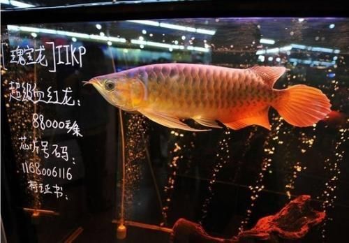 龍魚飼料配方比例是多少啊，如何判斷龍魚飼料質量好壞？