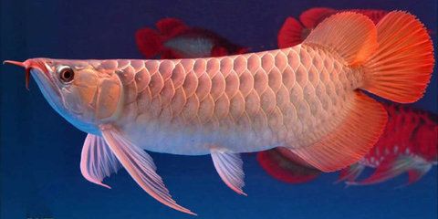 龍魚飼料配方比例是多少啊，如何判斷龍魚飼料質量好壞？