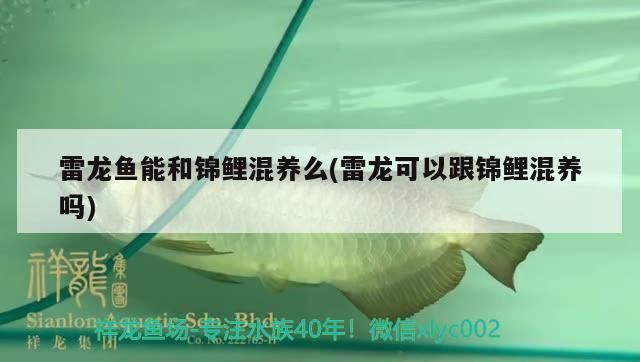 雷龍魚能和錦鯉混養(yǎng)么嗎，雷龍魚和錦鯉可以混養(yǎng)嗎