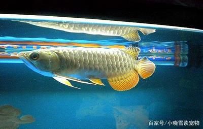 龍魚吃飛鳳嗎：龍魚吃飛鳳魚嗎