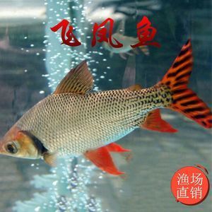龍魚吃飛鳳嗎：龍魚吃飛鳳魚嗎