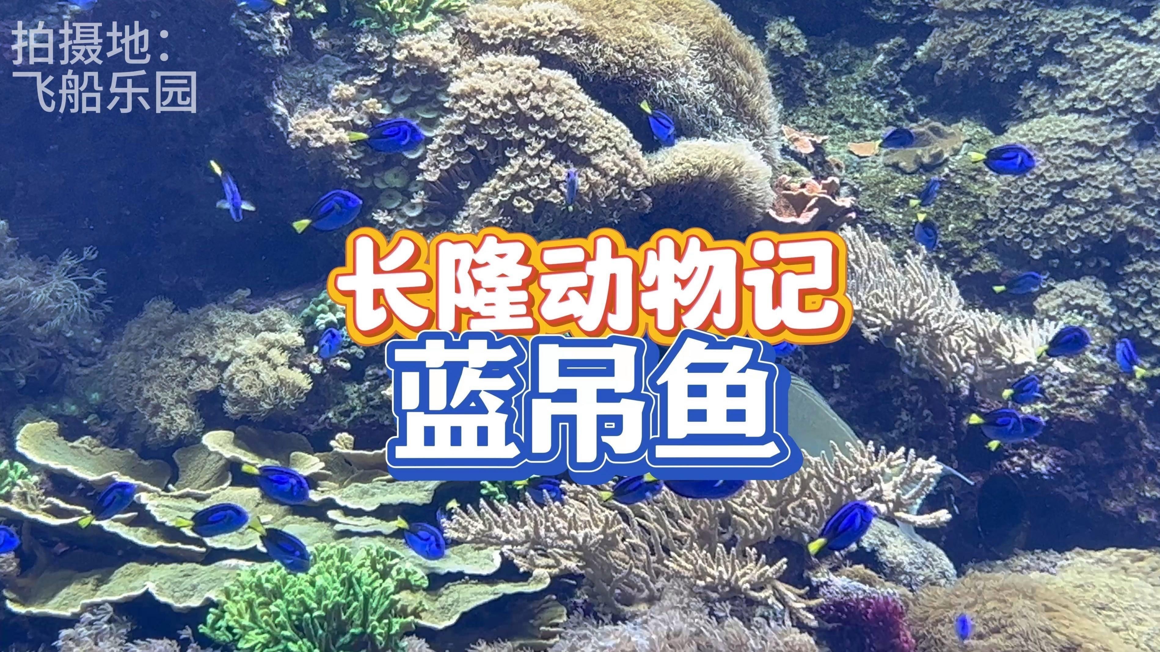 藍色黃鰭的魚