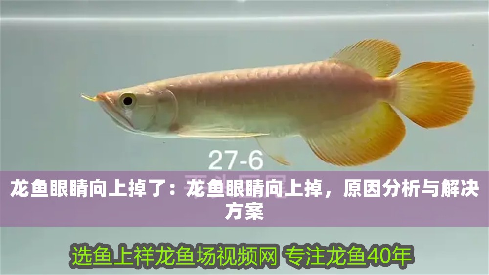龍魚眼睛向上掉了：龍魚眼睛向上掉，原因分析與解決方案