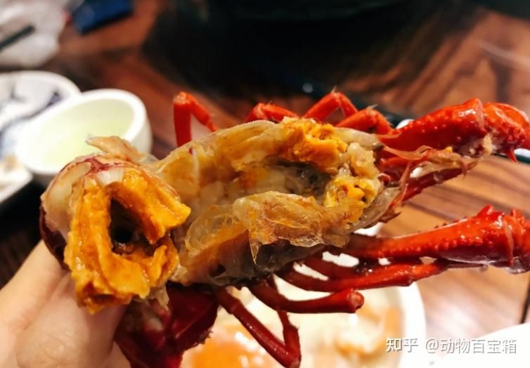 紅龍魚吃蝦有什么好處（紅龍魚吃蝦的好處）