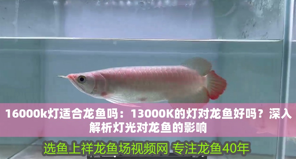 16000k燈適合龍魚嗎：13000K的燈對龍魚好嗎？深入解析燈光對龍魚的影響
