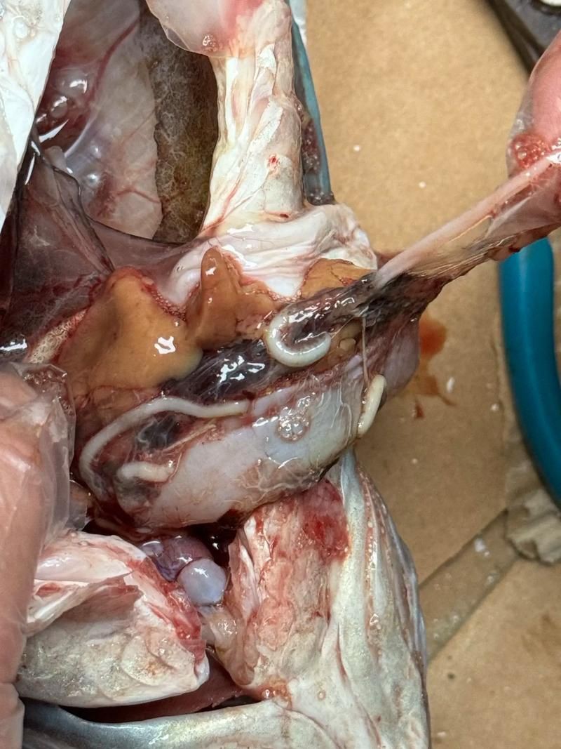 魚肚子里寄生蟲圖片