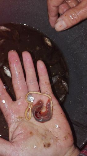 魚肚子里寄生蟲圖片