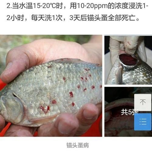 魚肚子里寄生蟲圖片
