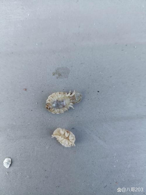 魚肚子里寄生蟲圖片