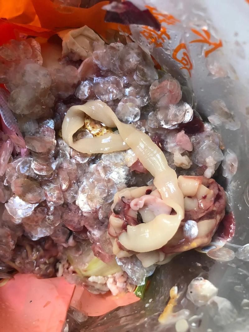 魚肚子里寄生蟲圖片