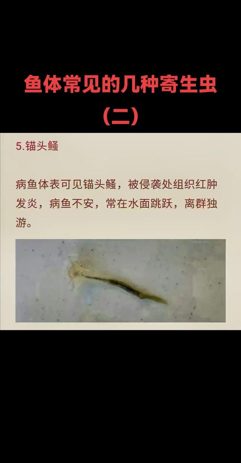 魚肚子里寄生蟲圖片