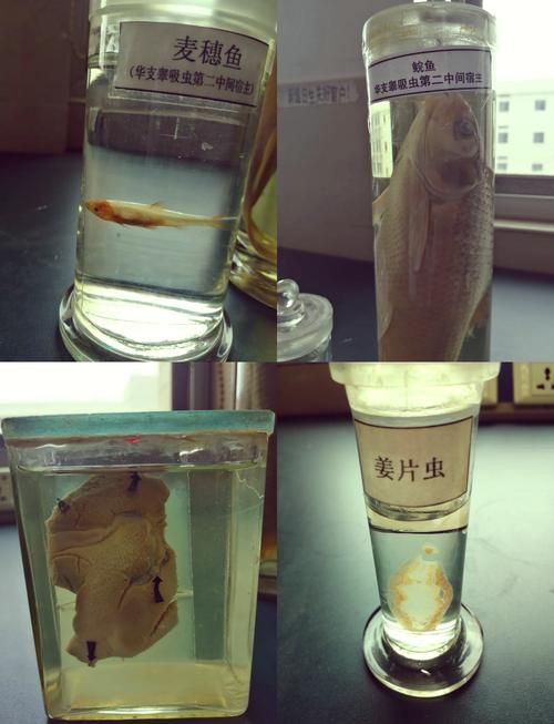 魚肚子里寄生蟲圖片