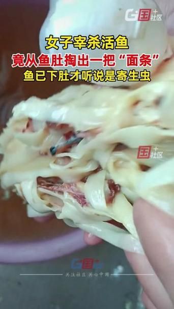 魚肚子里寄生蟲圖片