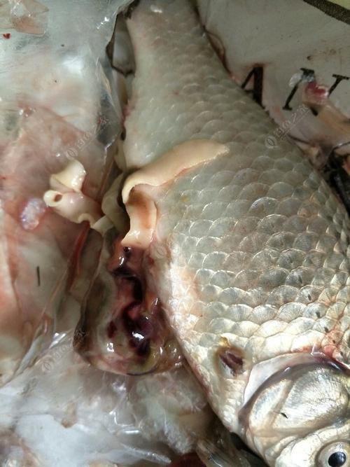 魚肚子里寄生蟲圖片