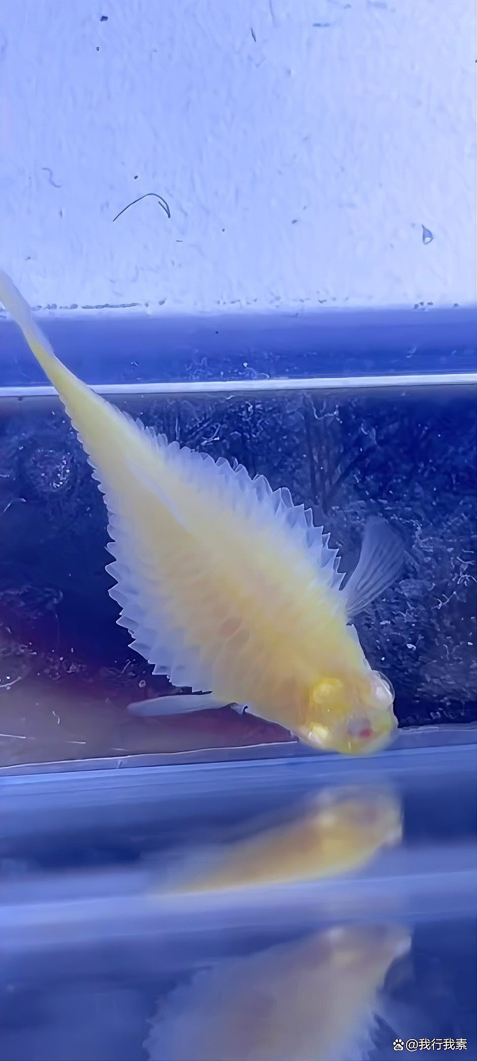 孔雀魚母魚炸鱗原因
