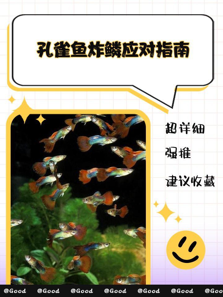 孔雀魚母魚炸鱗原因