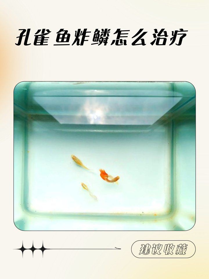 孔雀魚母魚炸鱗原因