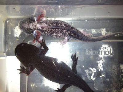 六角恐龍魚一般能長多大（六角恐龍魚一般能長到多大？）