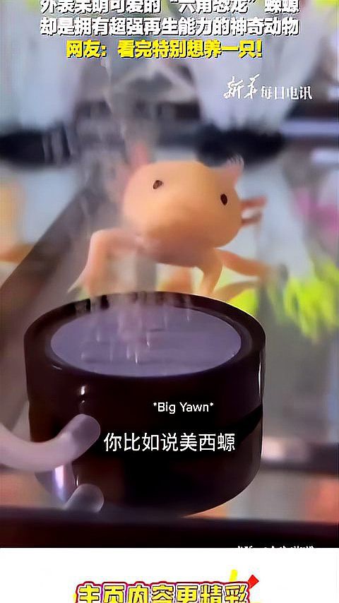 六角恐龍魚腿斷了還能長嗎