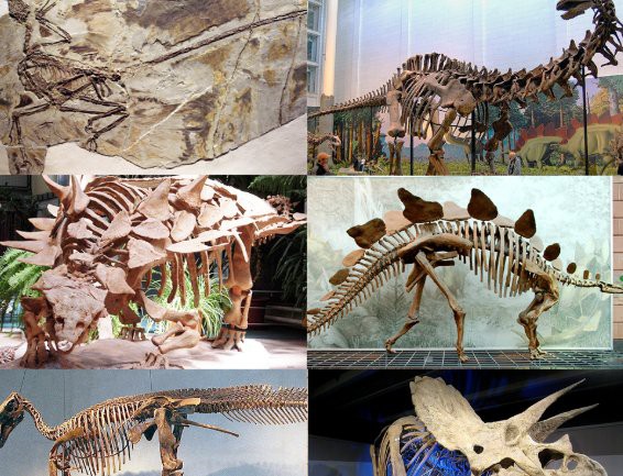 六角恐龍魚腿斷了還能長嗎