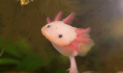 六角恐龍魚腿斷了還能長嗎