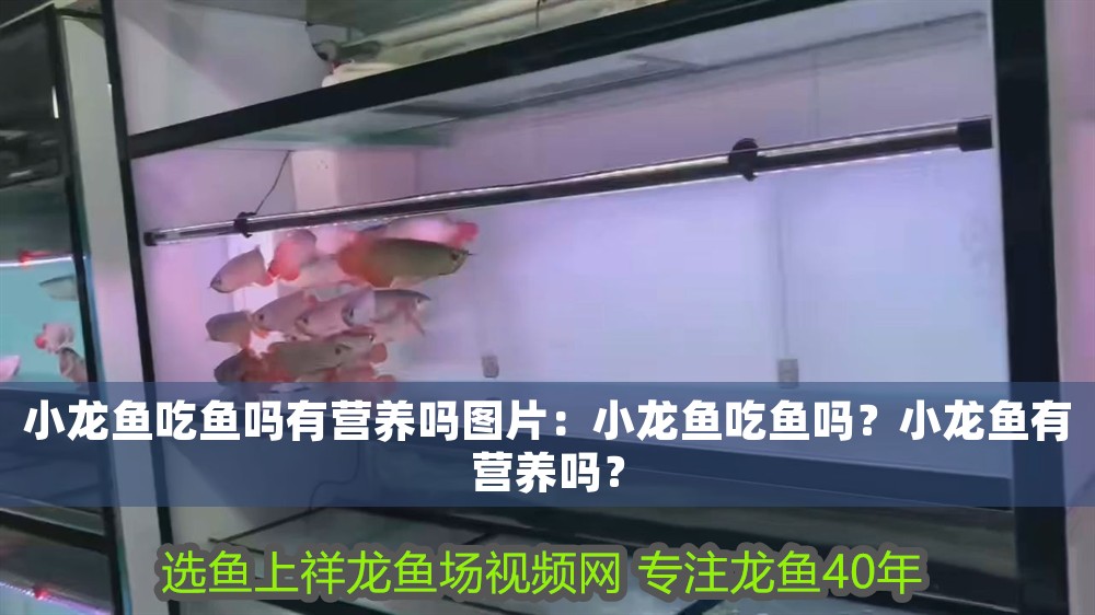 小龍魚吃魚嗎有營養嗎圖片：小龍魚吃魚嗎？小龍魚有營養嗎？